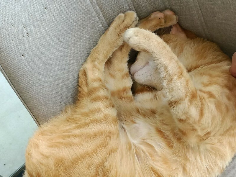 網美必去桃園景觀餐廳推薦 貓禾咖啡廳/親子咖啡廳/寵物友善空間 有療癒貓咪跟好拍照的空間!! 還有超好吃的美食!! 真的是私藏名單拉~~