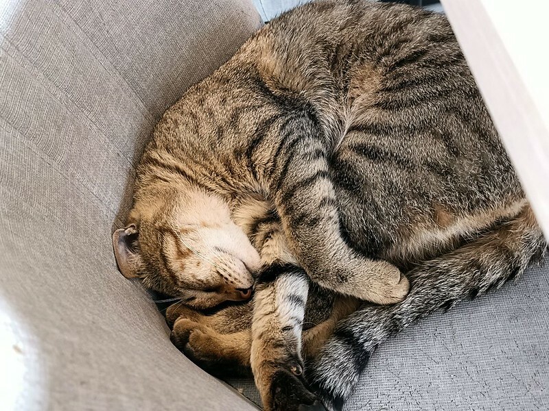 網美必去桃園景觀餐廳推薦 貓禾咖啡廳/親子咖啡廳/寵物友善空間 有療癒貓咪跟好拍照的空間!! 還有超好吃的美食!! 真的是私藏名單拉~~