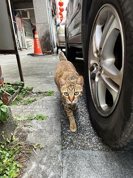 宜蘭縣頭城鎮【宜蘭。頭城】宜蘭必吃的千層蛋糕 & 一點都不無聊的頭城．Tjuku cafe 啾咕咖啡 & 頭城老街