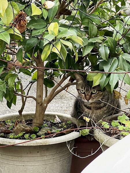 宜蘭縣頭城鎮【宜蘭。頭城】宜蘭必吃的千層蛋糕 & 一點都不無聊的頭城．Tjuku cafe 啾咕咖啡 & 頭城老街