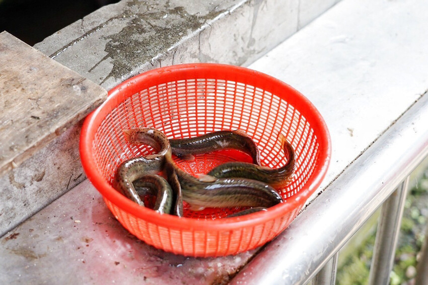 虎頭山土雞城｜2024玻璃屋土雞城！佔地近2000坪！海鮮芋頭米粉鍋超大盆 @艾瑪  吃喝玩樂札記