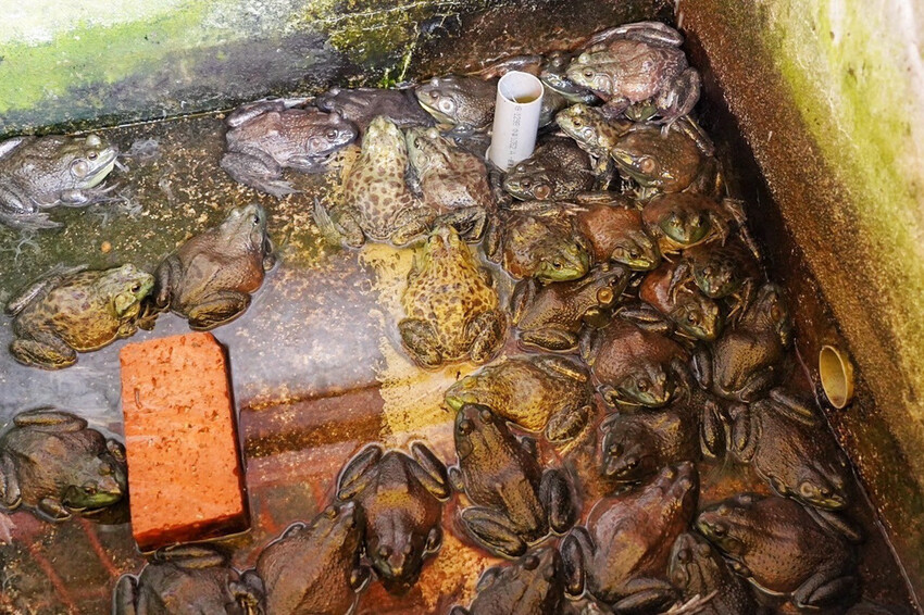 虎頭山土雞城｜2024玻璃屋土雞城！佔地近2000坪！海鮮芋頭米粉鍋超大盆 @艾瑪  吃喝玩樂札記