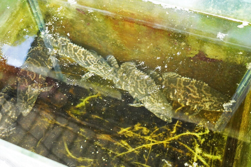 虎頭山土雞城｜2024玻璃屋土雞城！佔地近2000坪！海鮮芋頭米粉鍋超大盆 @艾瑪  吃喝玩樂札記