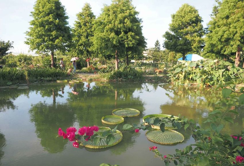 水蓮之鄉011.jpg