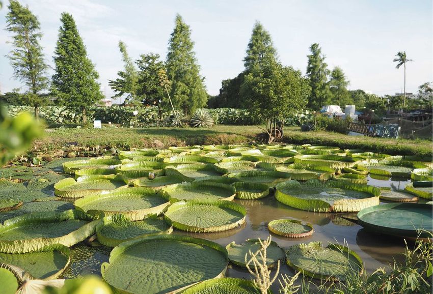 水蓮之鄉024.jpg
