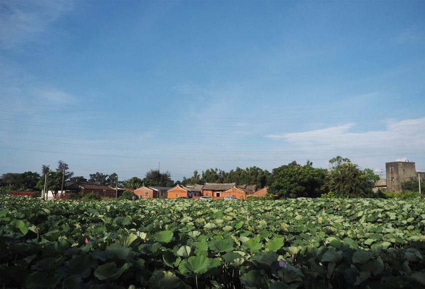 水蓮之鄉029.jpg