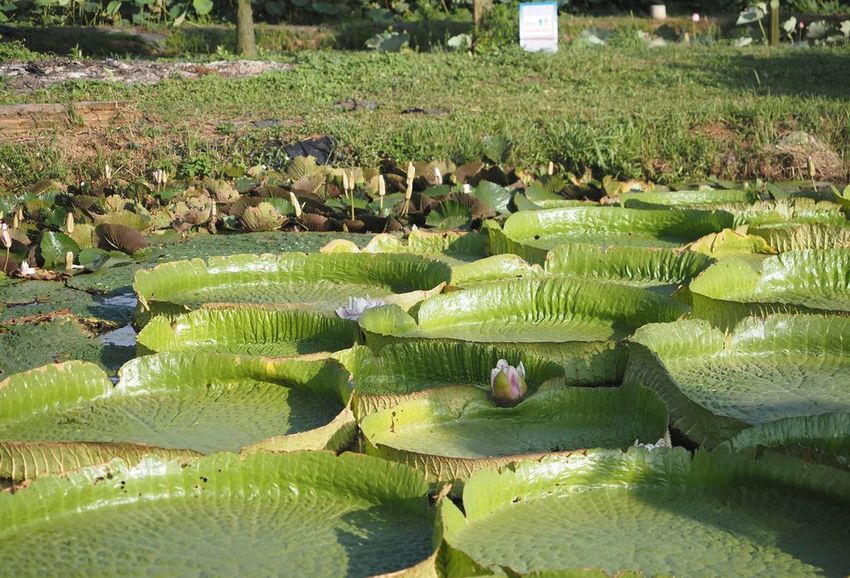 水蓮之鄉025.jpg