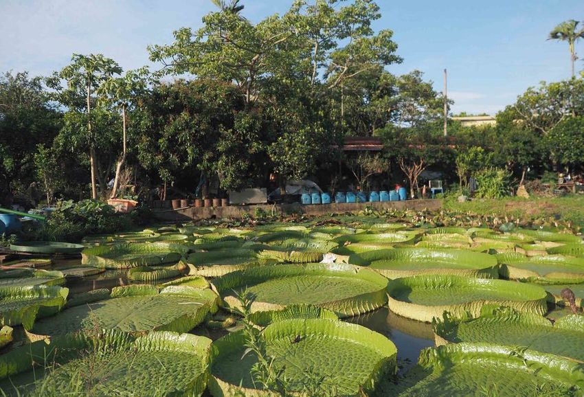 水蓮之鄉大王蓮桃園蓮花季