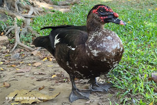 【台南/東區】台南文化中心