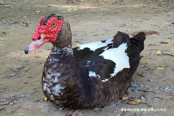 【台南/東區】台南文化中心