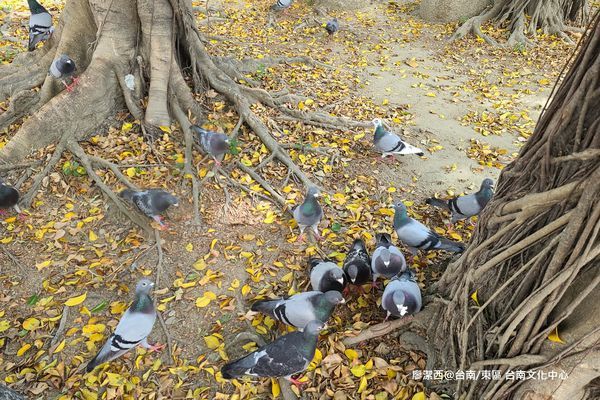 【台南/東區】台南文化中心