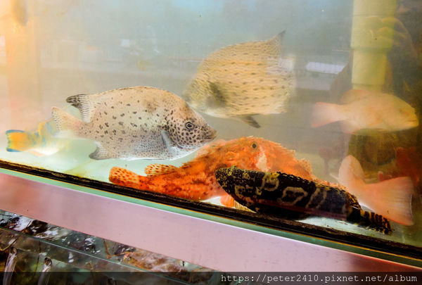 和平島35活海產 (25).jpg