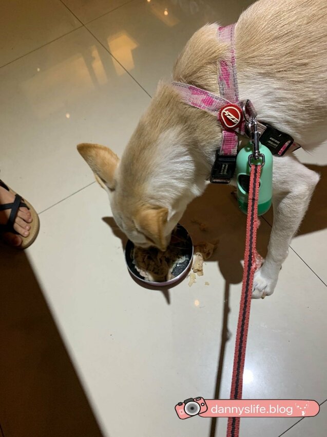 信義區寵物友善餐廳,主人吃美味的火鍋,毛小孩也有免費吃到飽的現煮雞肉?!丹尼的吃喝玩樂!