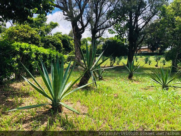 瓊麻歷史博物館_200715_53.jpg 瓊麻歷史博物館_200715_53.jpg