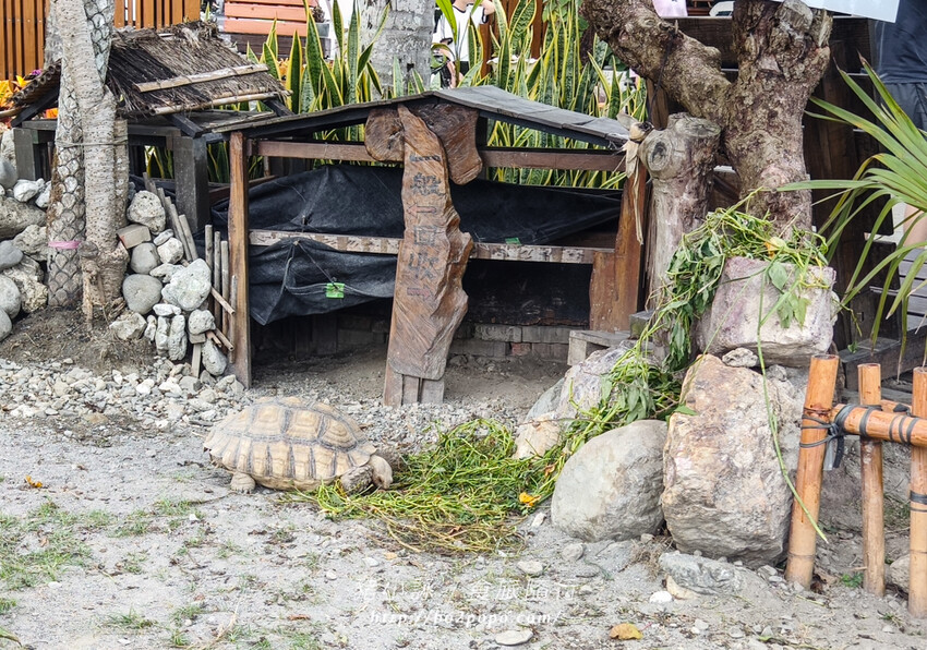 台東可可娜咖啡,網美級拍照庭園!豐富餐點選擇,台11線旅遊必停打卡點。