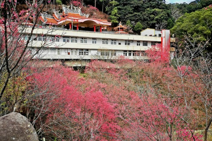 台東可可娜咖啡,網美級拍照庭園!豐富餐點選擇,台11線旅遊必停打卡點。