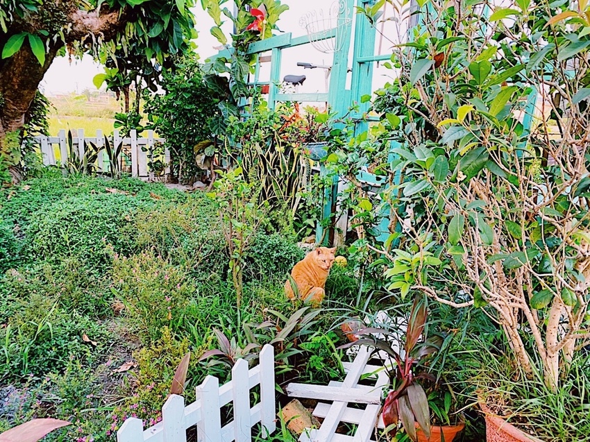 宜蘭三星 貓天空鄉村寵物民宿