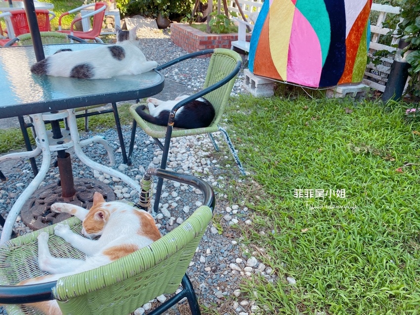 宜蘭三星 貓天空鄉村寵物民宿