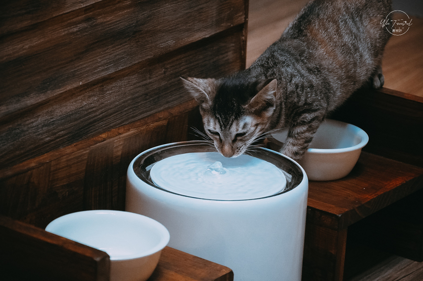松江南京站隱弄宅咖啡店,隱藏巷弄內120年百年老屋咖啡廳裡延續愛貓的故事,踏尋小島甜點