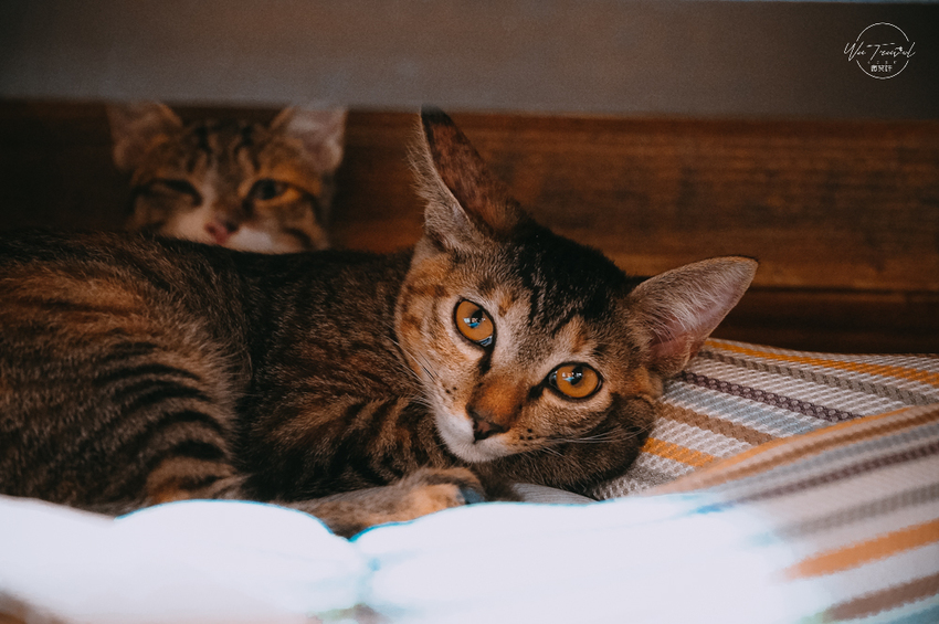 松江南京站隱弄宅咖啡店,隱藏巷弄內120年百年老屋咖啡廳裡延續愛貓的故事,踏尋小島甜點