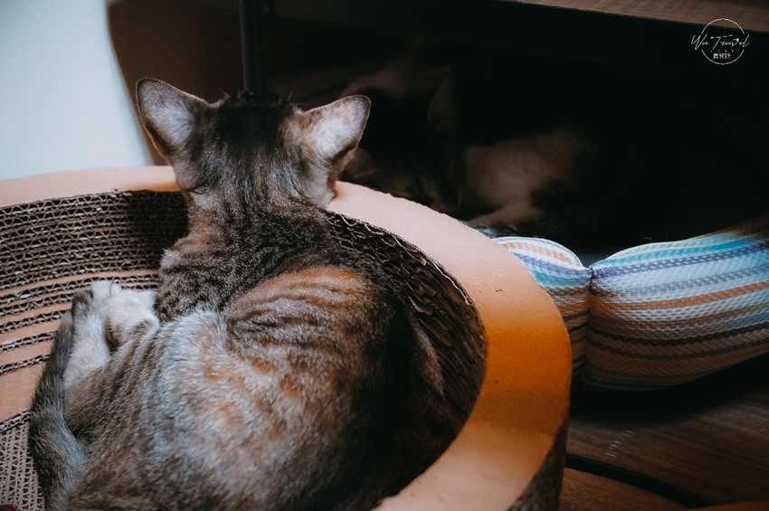 松江南京站隱弄宅咖啡店,隱藏巷弄內120年百年老屋咖啡廳裡延續愛貓的故事,踏尋小島甜點