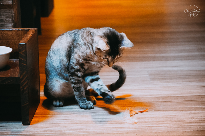 松江南京站隱弄宅咖啡店,隱藏巷弄內120年百年老屋咖啡廳裡延續愛貓的故事,踏尋小島甜點