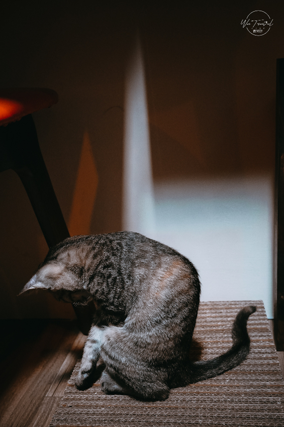 松江南京站隱弄宅咖啡店,隱藏巷弄內120年百年老屋咖啡廳裡延續愛貓的故事,踏尋小島甜點