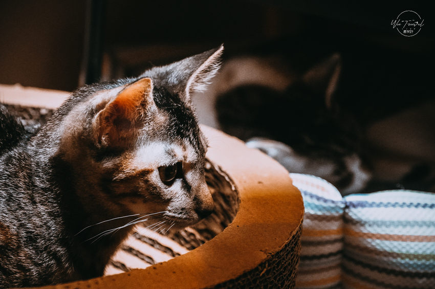 松江南京站隱弄宅咖啡店,隱藏巷弄內120年百年老屋咖啡廳裡延續愛貓的故事,踏尋小島甜點