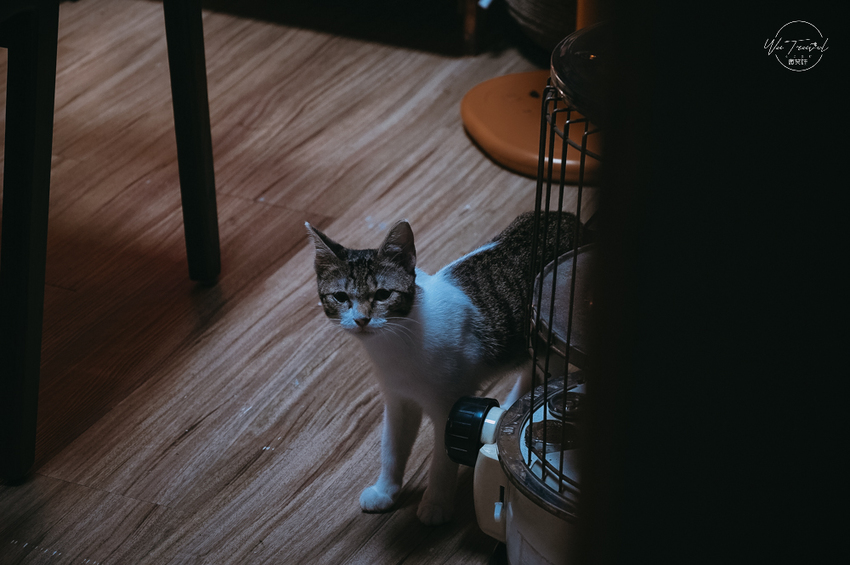 松江南京站隱弄宅咖啡店,隱藏巷弄內120年百年老屋咖啡廳裡延續愛貓的故事,踏尋小島甜點