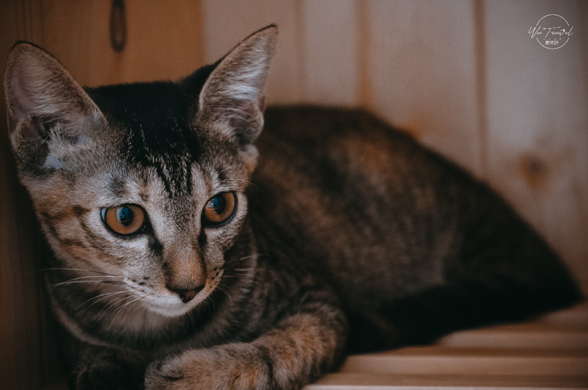 松江南京站隱弄宅咖啡店,隱藏巷弄內120年百年老屋咖啡廳裡延續愛貓的故事,踏尋小島甜點