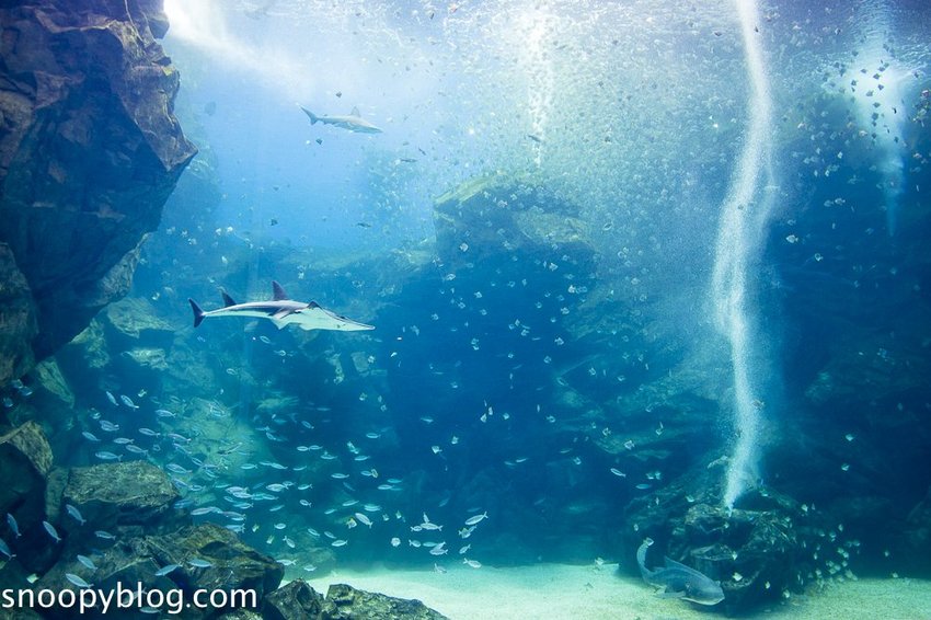 【桃園親子景點】Xpark水族館～現場購票、門票預購｜交通資訊，日本橫濱八景島水族館台來打造台灣首座新都會型水生公園、企鵝咖啡廳