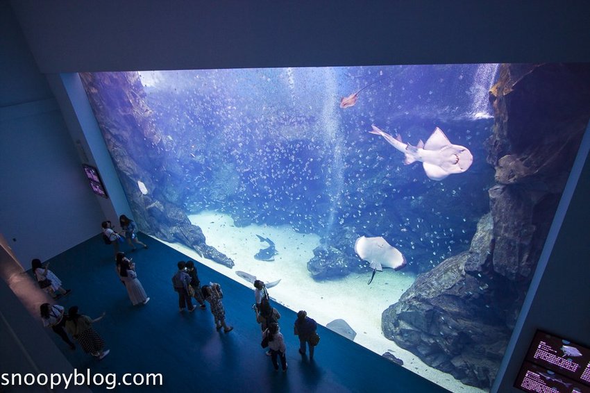 【桃園親子景點】Xpark水族館～現場購票、門票預購｜交通資訊，日本橫濱八景島水族館台來打造台灣首座新都會型水生公園、企鵝咖啡廳
