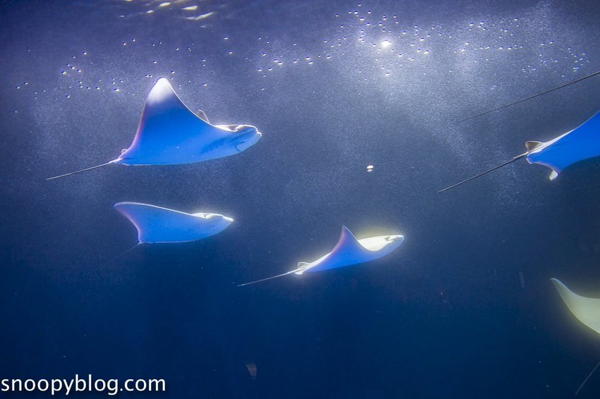 【桃園親子景點】Xpark水族館～現場購票、門票預購｜交通資訊，日本橫濱八景島水族館台來打造台灣首座新都會型水生公園、企鵝咖啡廳