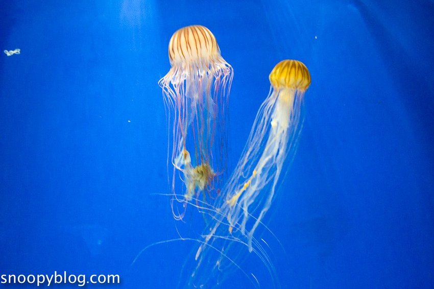 【桃園親子景點】Xpark水族館～現場購票、門票預購｜交通資訊，日本橫濱八景島水族館台來打造台灣首座新都會型水生公園、企鵝咖啡廳