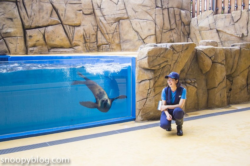 【桃園親子景點】Xpark水族館～現場購票、門票預購｜交通資訊，日本橫濱八景島水族館台來打造台灣首座新都會型水生公園、企鵝咖啡廳