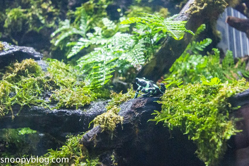 【桃園親子景點】Xpark水族館～現場購票、門票預購｜交通資訊，日本橫濱八景島水族館台來打造台灣首座新都會型水生公園、企鵝咖啡廳