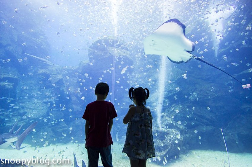 【桃園親子景點】Xpark水族館～現場購票、門票預購｜交通資訊，日本橫濱八景島水族館台來打造台灣首座新都會型水生公園、企鵝咖啡廳