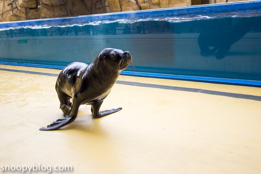 【桃園親子景點】Xpark水族館～現場購票、門票預購｜交通資訊，日本橫濱八景島水族館台來打造台灣首座新都會型水生公園、企鵝咖啡廳
