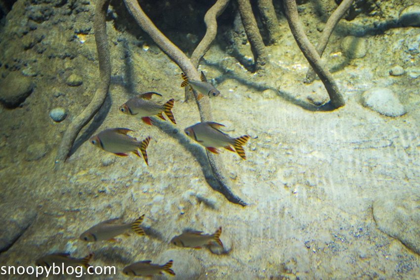 【桃園親子景點】Xpark水族館～現場購票、門票預購｜交通資訊，日本橫濱八景島水族館台來打造台灣首座新都會型水生公園、企鵝咖啡廳