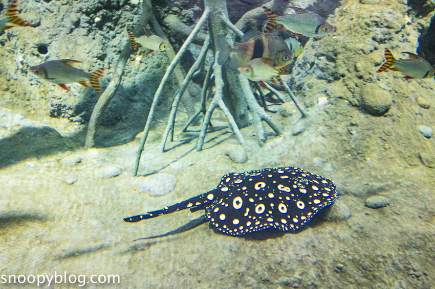 【桃園親子景點】Xpark水族館～現場購票、門票預購｜交通資訊，日本橫濱八景島水族館台來打造台灣首座新都會型水生公園、企鵝咖啡廳