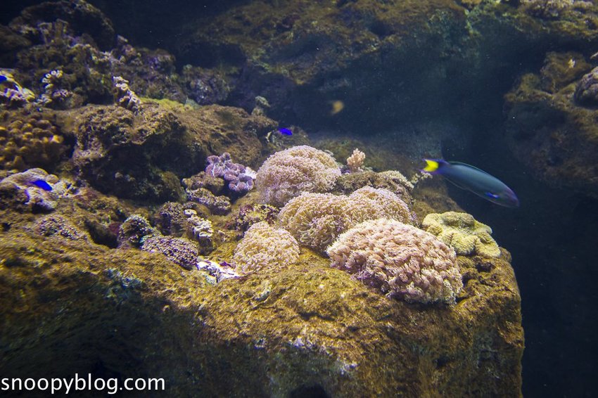 【桃園親子景點】Xpark水族館～現場購票、門票預購｜交通資訊，日本橫濱八景島水族館台來打造台灣首座新都會型水生公園、企鵝咖啡廳