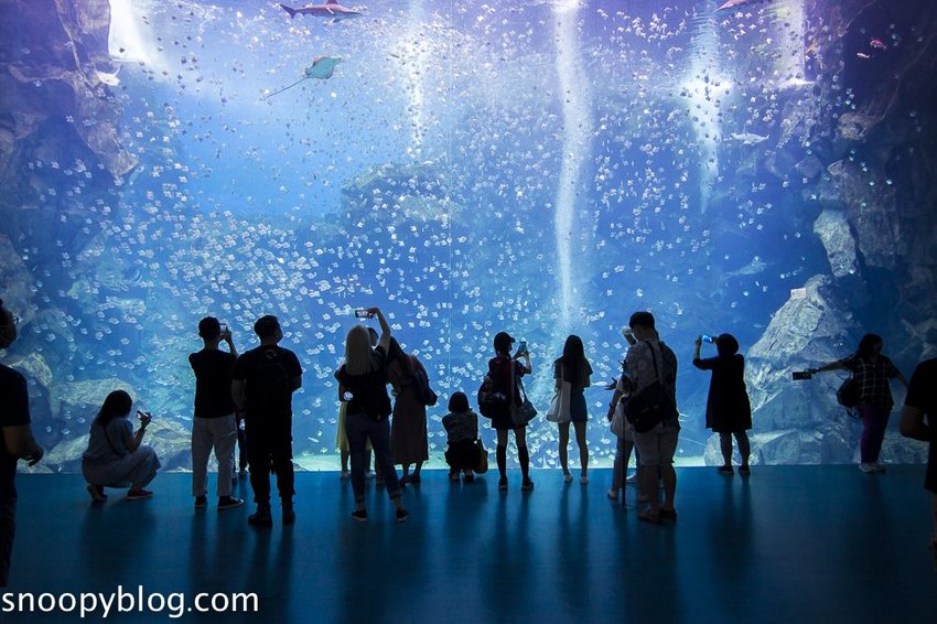 【桃園親子景點】Xpark水族館～現場購票、門票預購｜交通資訊，日本橫濱八景島水族館台來打造台灣首座新都會型水生公園、企鵝咖啡廳