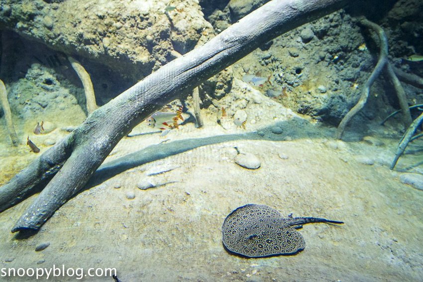 【桃園親子景點】Xpark水族館～現場購票、門票預購｜交通資訊，日本橫濱八景島水族館台來打造台灣首座新都會型水生公園、企鵝咖啡廳