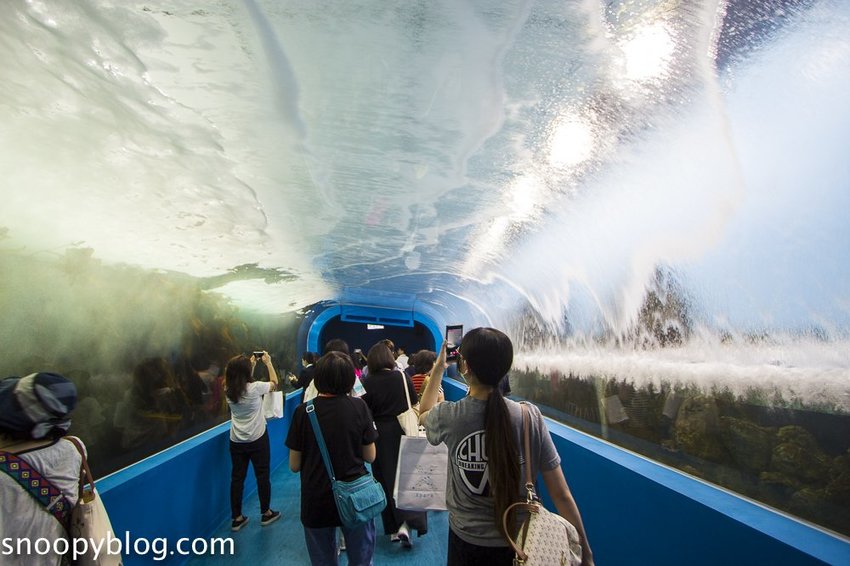 【桃園親子景點】Xpark水族館～現場購票、門票預購｜交通資訊，日本橫濱八景島水族館台來打造台灣首座新都會型水生公園、企鵝咖啡廳