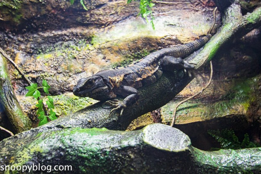 【桃園親子景點】Xpark水族館～現場購票、門票預購｜交通資訊，日本橫濱八景島水族館台來打造台灣首座新都會型水生公園、企鵝咖啡廳