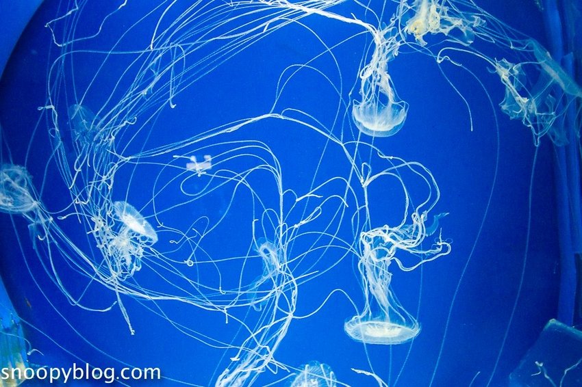 【桃園親子景點】Xpark水族館～現場購票、門票預購｜交通資訊，日本橫濱八景島水族館台來打造台灣首座新都會型水生公園、企鵝咖啡廳