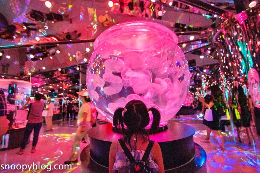 【桃園親子景點】Xpark水族館～現場購票、門票預購｜交通資訊，日本橫濱八景島水族館台來打造台灣首座新都會型水生公園、企鵝咖啡廳