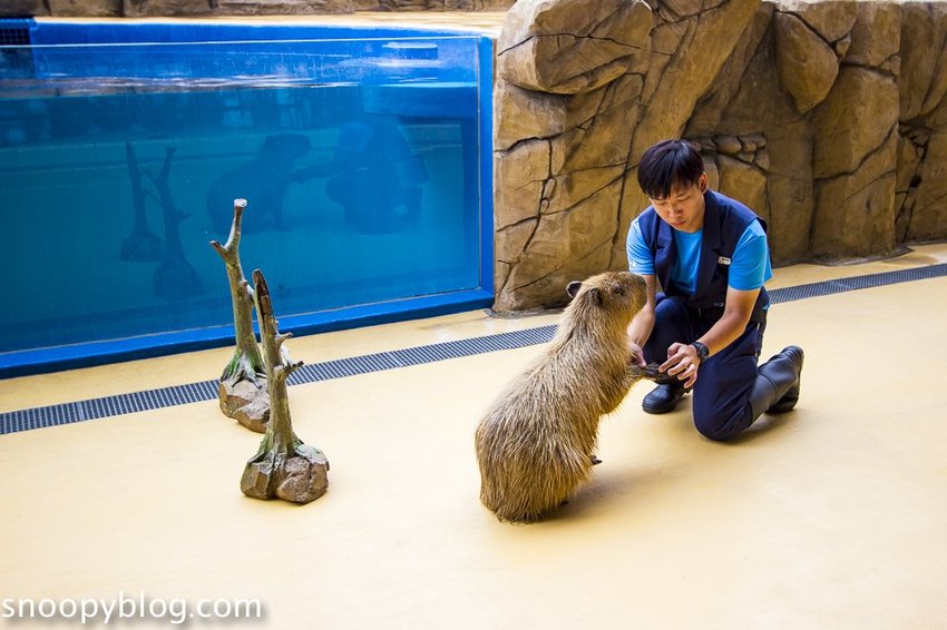 【桃園親子景點】Xpark水族館～現場購票、門票預購｜交通資訊，日本橫濱八景島水族館台來打造台灣首座新都會型水生公園、企鵝咖啡廳