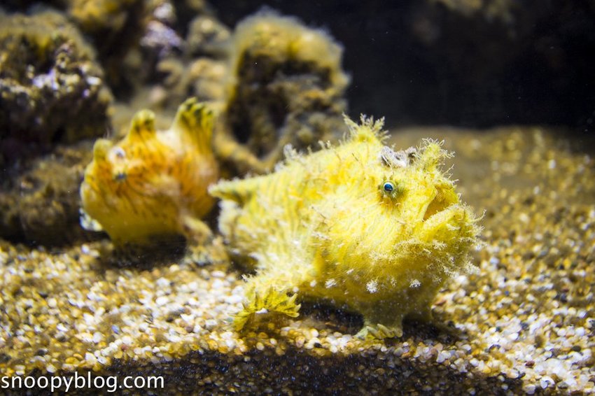 【桃園親子景點】Xpark水族館～現場購票、門票預購｜交通資訊，日本橫濱八景島水族館台來打造台灣首座新都會型水生公園、企鵝咖啡廳