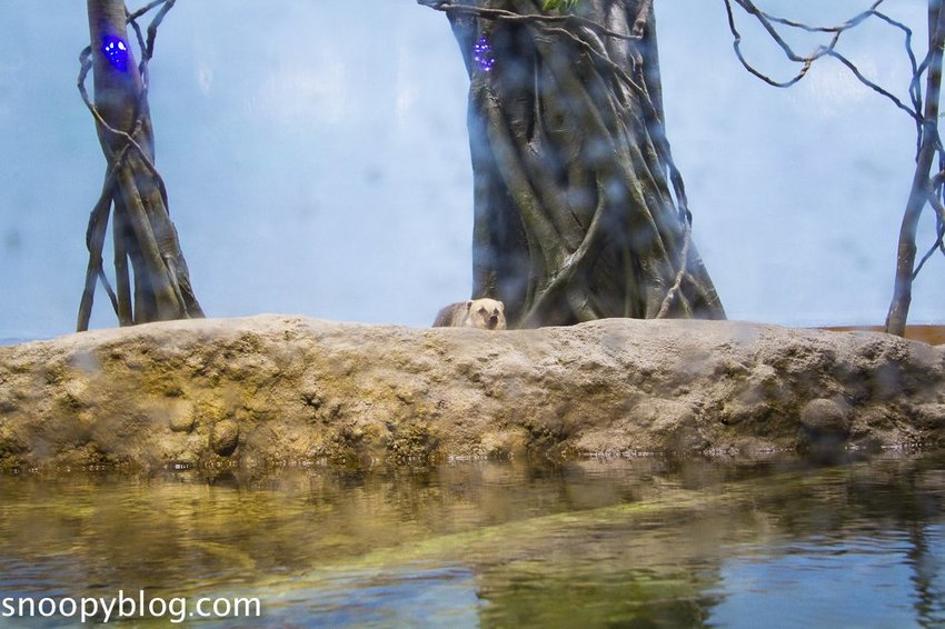 【桃園親子景點】Xpark水族館～現場購票、門票預購｜交通資訊，日本橫濱八景島水族館台來打造台灣首座新都會型水生公園、企鵝咖啡廳